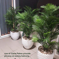 Cane Palm 1.75m-UV stable - artificial plants, flowers & trees - image 4