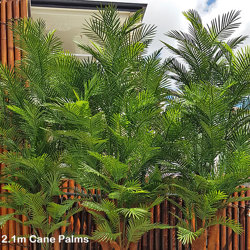 Cane Palm 1.8m deluxe   UV-stable - artificial plants, flowers & trees - image 8