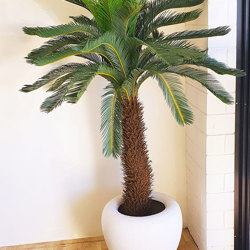 Cycad Palm 2m - artificial plants, flowers & trees - image 7
