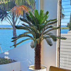 Cycad Palm 2m - artificial plants, flowers & trees - image 4