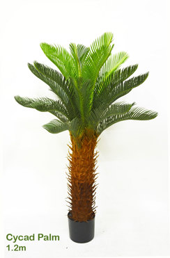 Cycas Palm 1.2m