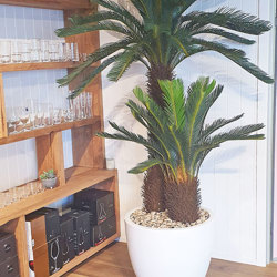 Cycad Palm 2m - artificial plants, flowers & trees - image 5