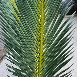 Cycad Palm 1.1m - artificial plants, flowers & trees - image 2