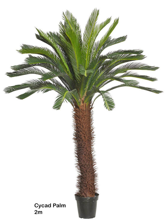 Articial Plants - Cycad Palm 2m