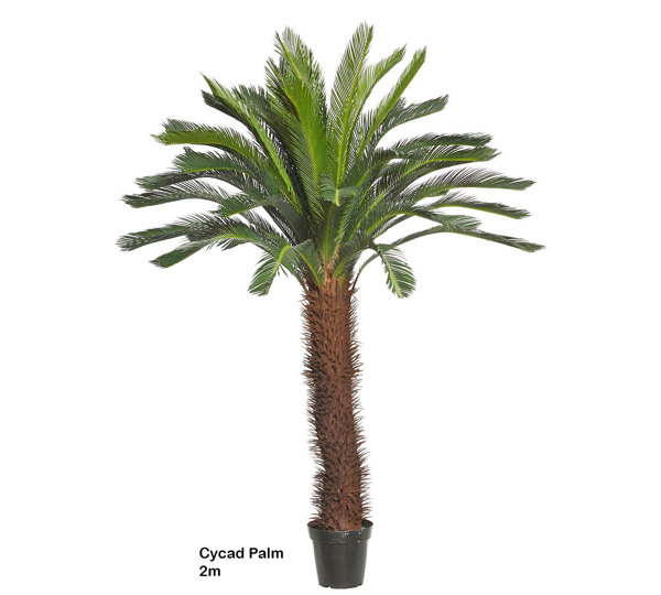 Cycad Palm 2m