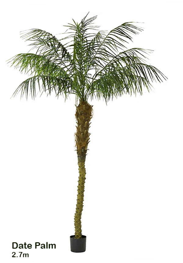 Date Palms- 2.7m 