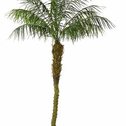 Date Palms- 2.7m  - artificial plants, flowers & trees - image 10