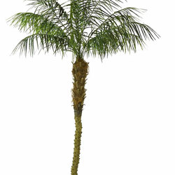 Date Palms- 2.7m  - artificial plants, flowers & trees - image 2