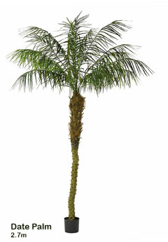 Date Palms- 2.7m 
