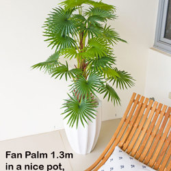 Fan Palm 1.3m - artificial plants, flowers & trees - image 1