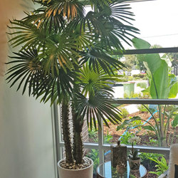 Fan Palm 2.4m [lge foliage] - artificial plants, flowers & trees - image 5