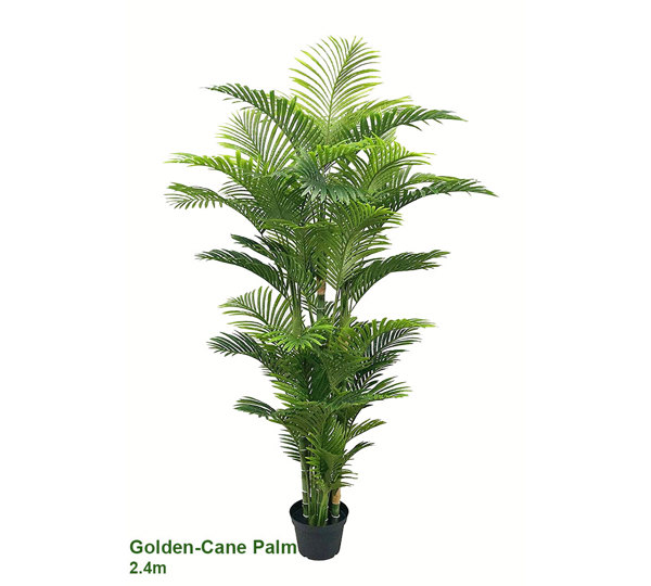 Golden Cane Palm 2.4m