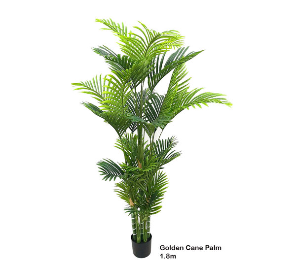 Golden Cane Palm 1.8m