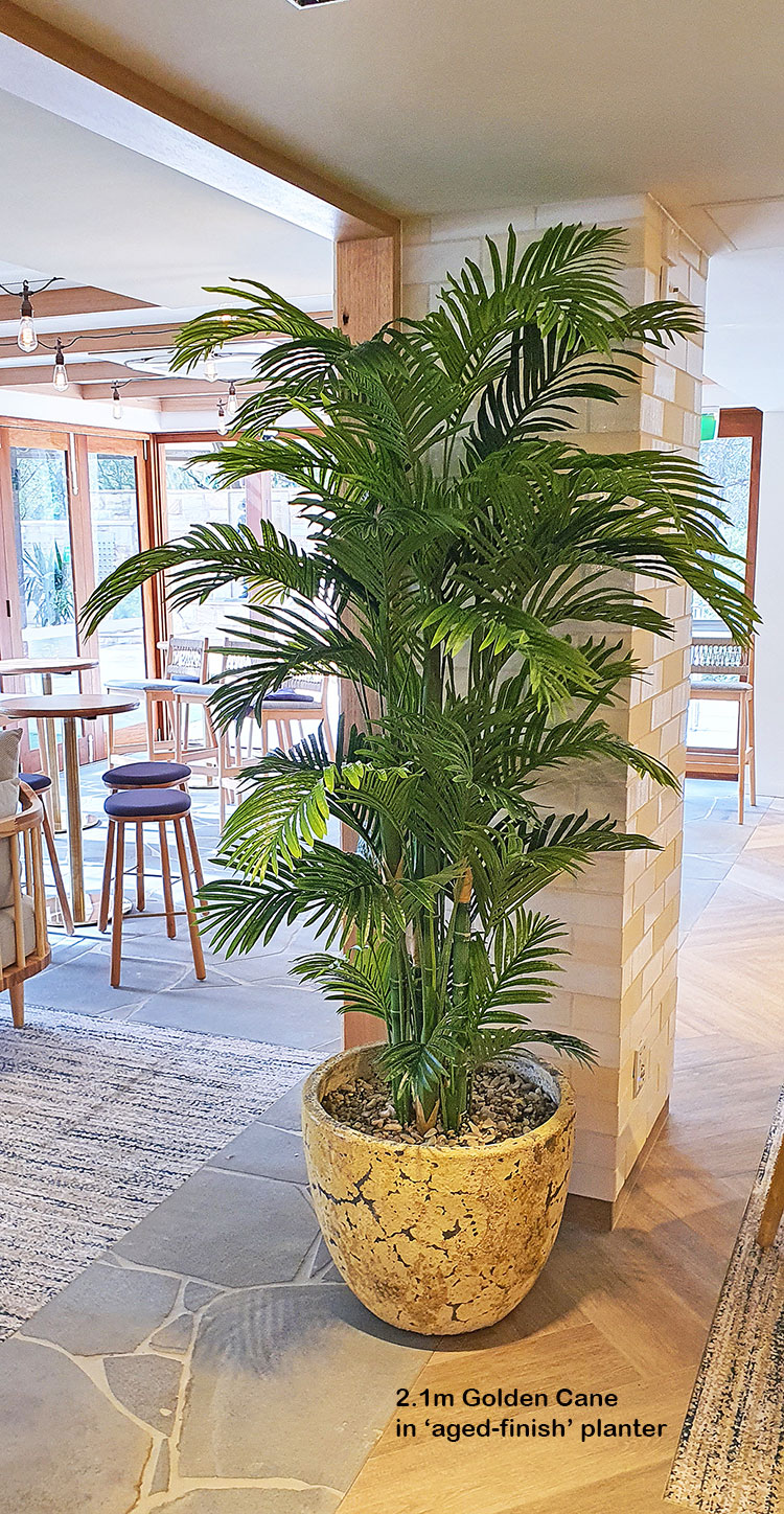 Golden Cane Palm 1.8m