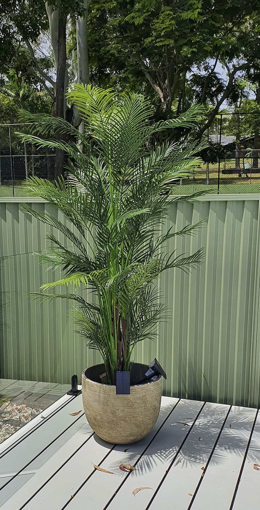Alexander Palm 2.4m UV-treated