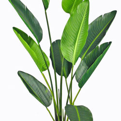 Heliconia Palms- 1.8m - artificial plants, flowers & trees - image 10