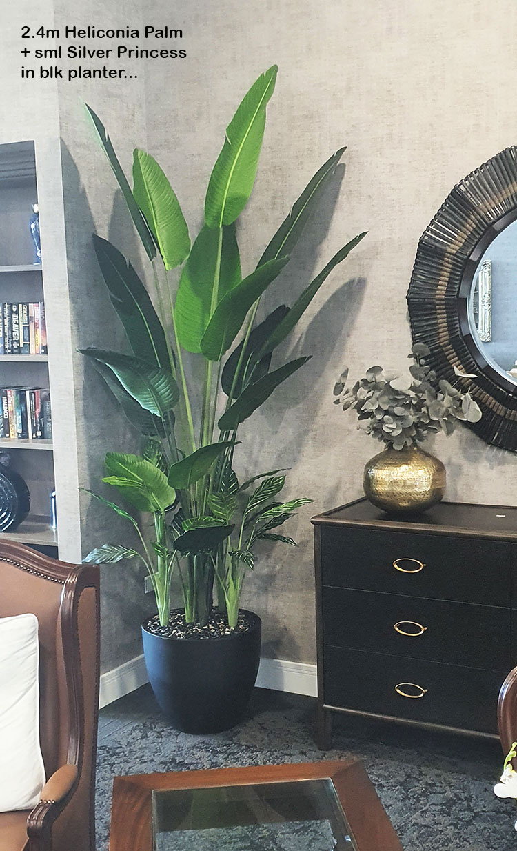 Heliconia Palms- 2.4m