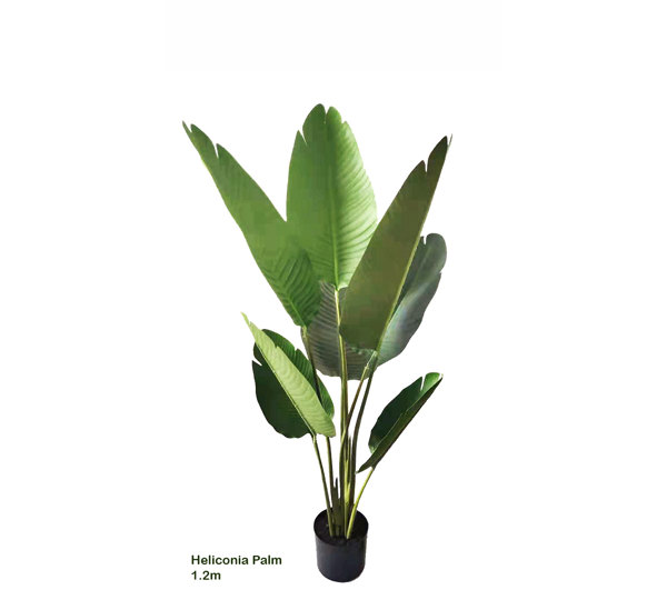 Heliconia Palms- 1.2m