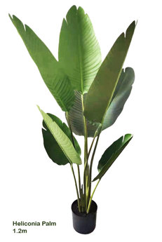 Heliconia Palms- 1.2m small