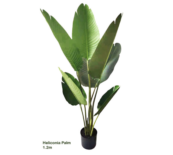 Heliconia Palms- 1.2m small