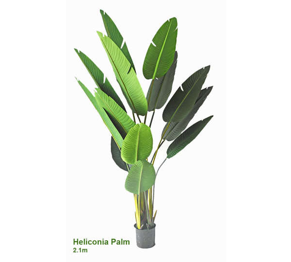 Heliconia Palms- 2.1m