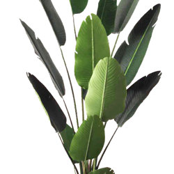 Heliconia Palms- 2.4m - artificial plants, flowers & trees - image 10