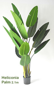 Heliconia Palms- 2.1m