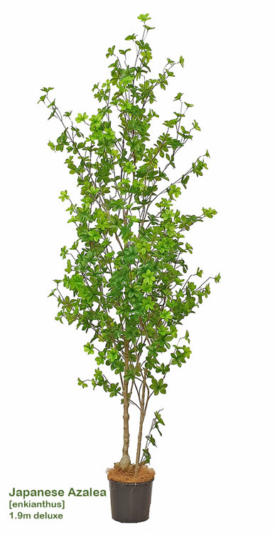 Articial Plants - Japanese Azalea [enkianthus] 1.9m deluxe