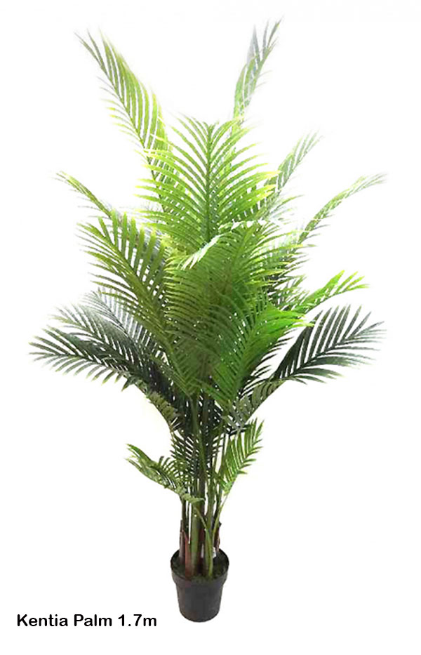 Kentia Palms 1.7m