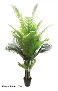 Kentia Palms 1.7m