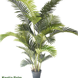 Kentia Palms 1.5m - artificial plants, flowers & trees - image 8