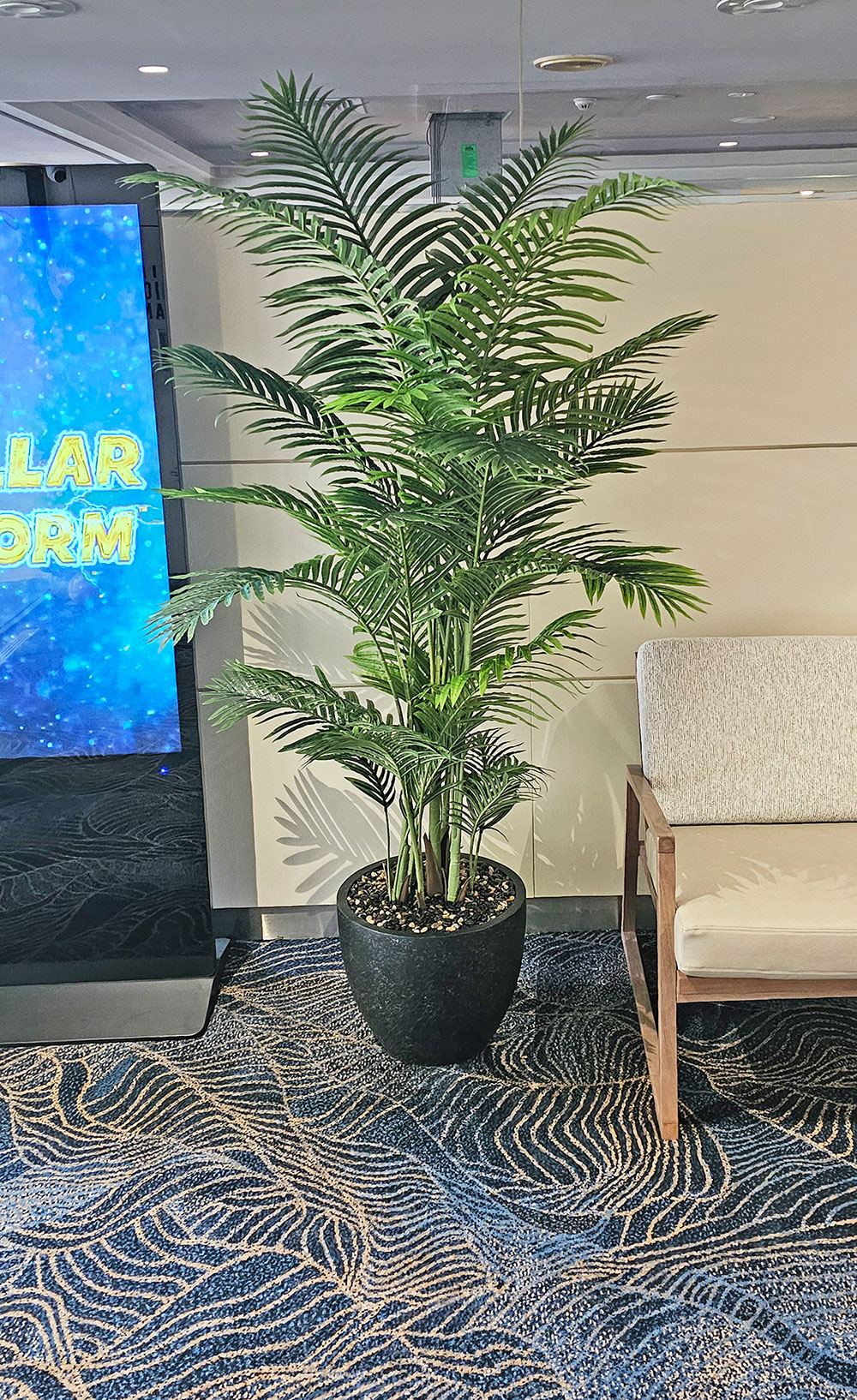 Kentia Palms 1.7m