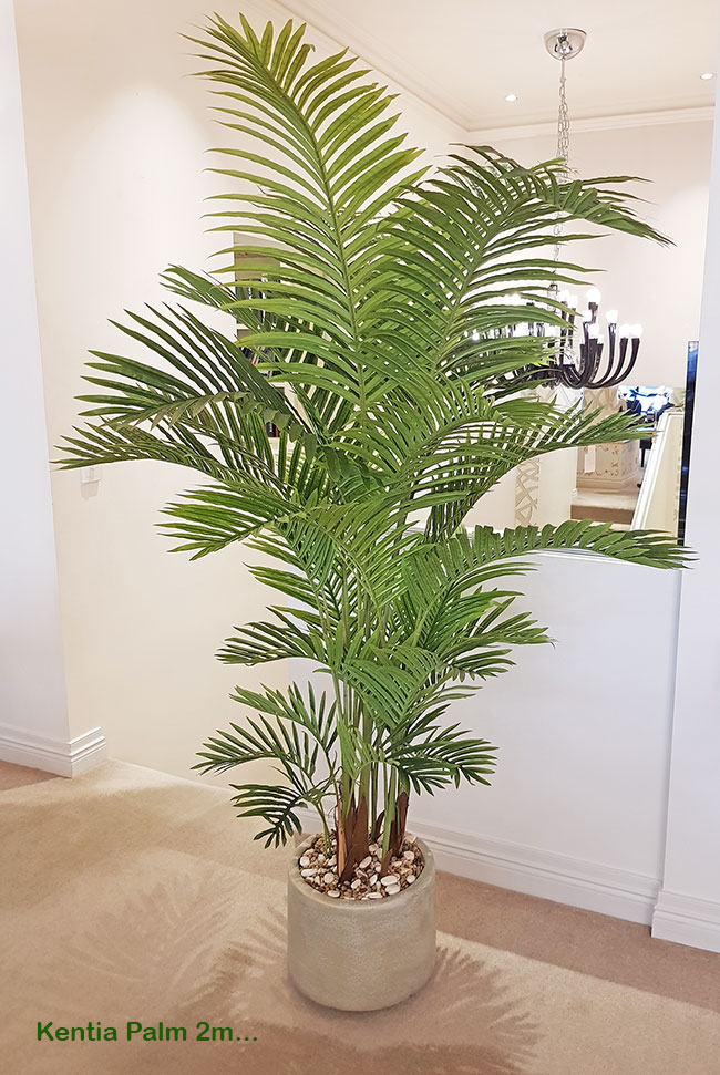 Kentia Palms 1.7m