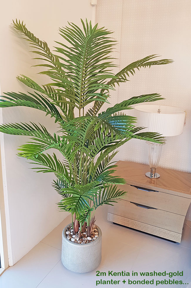 Kentia Palms 1.5m