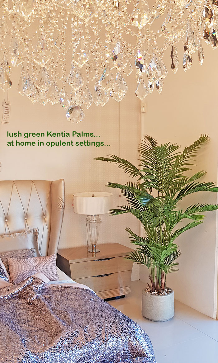 Kentia Palms 1.7m