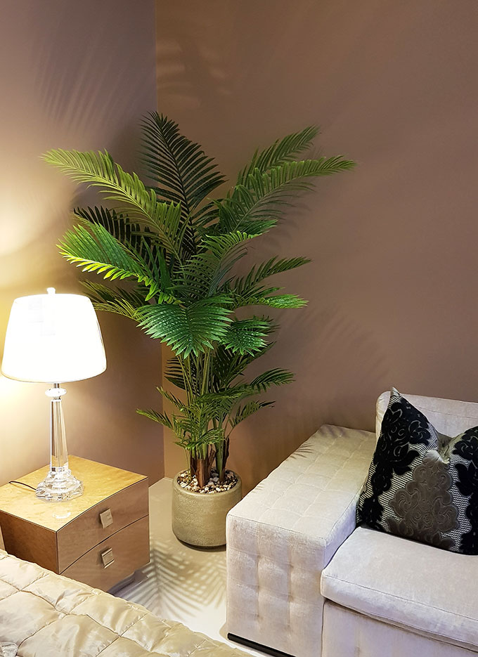 Kentia Palms 1.7m