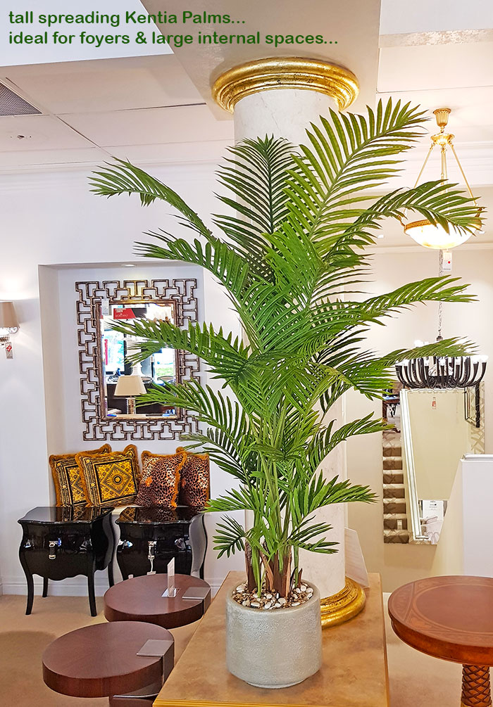 Kentia Palms 1.7m