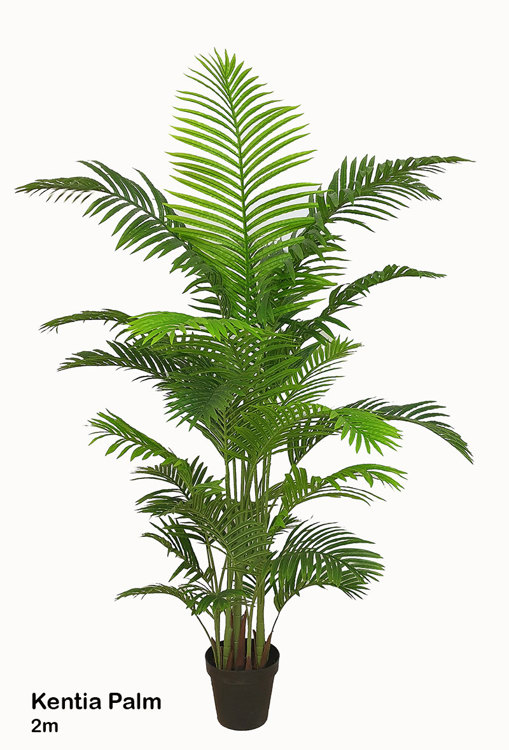 Articial Plants - Kentia Palms 2m