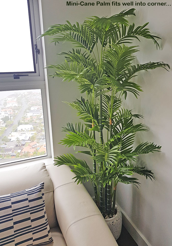 Mini-Cane Palm 1.5m