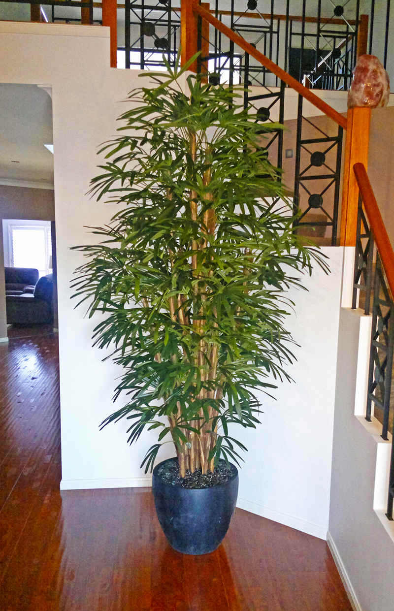Rhapis Palms 2.1m
