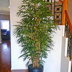 Rhapis Palms 2.1m - artificial plants, flowers & trees - image 3