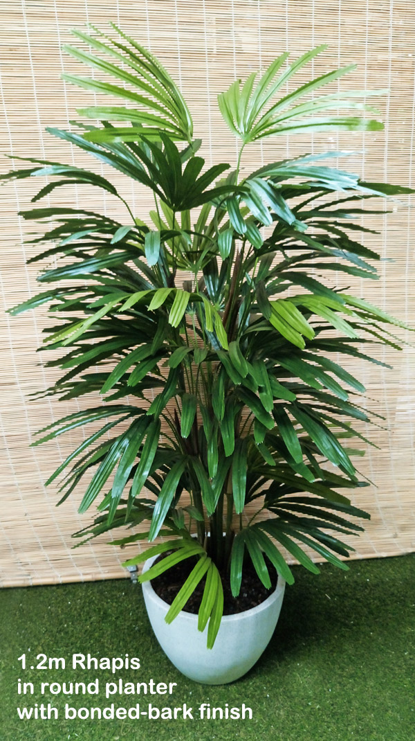 Rhapis Palms 1.3m