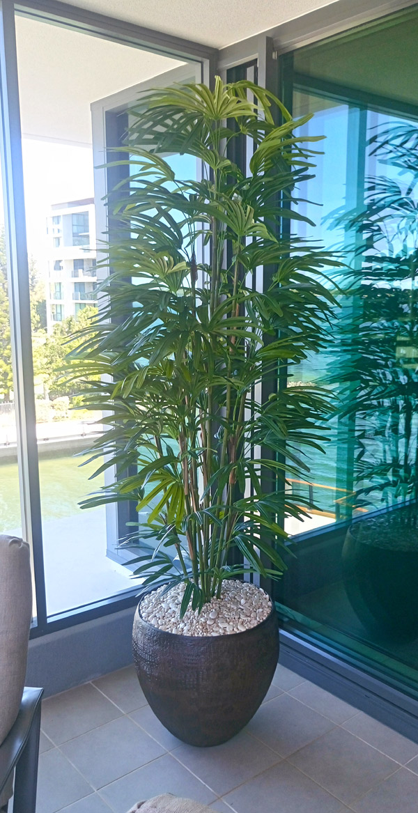 Rhapis Palms 2.1m