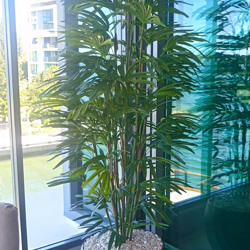 Rhapis Palms 2.1m - artificial plants, flowers & trees - image 2