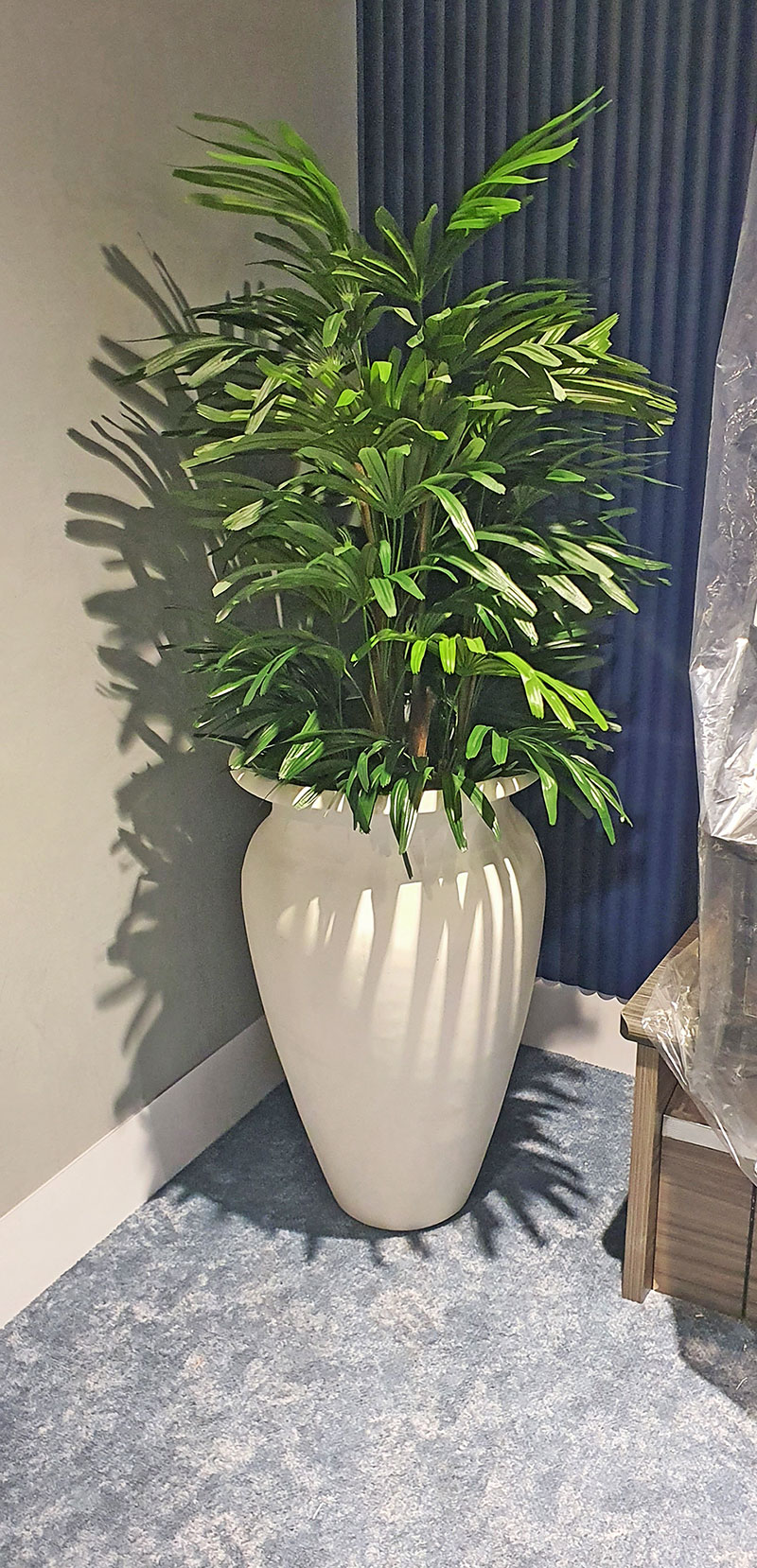 Rhapis Palms 1.8m