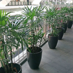 Rhapis Palms 1.5m - artificial plants, flowers & trees - image 5