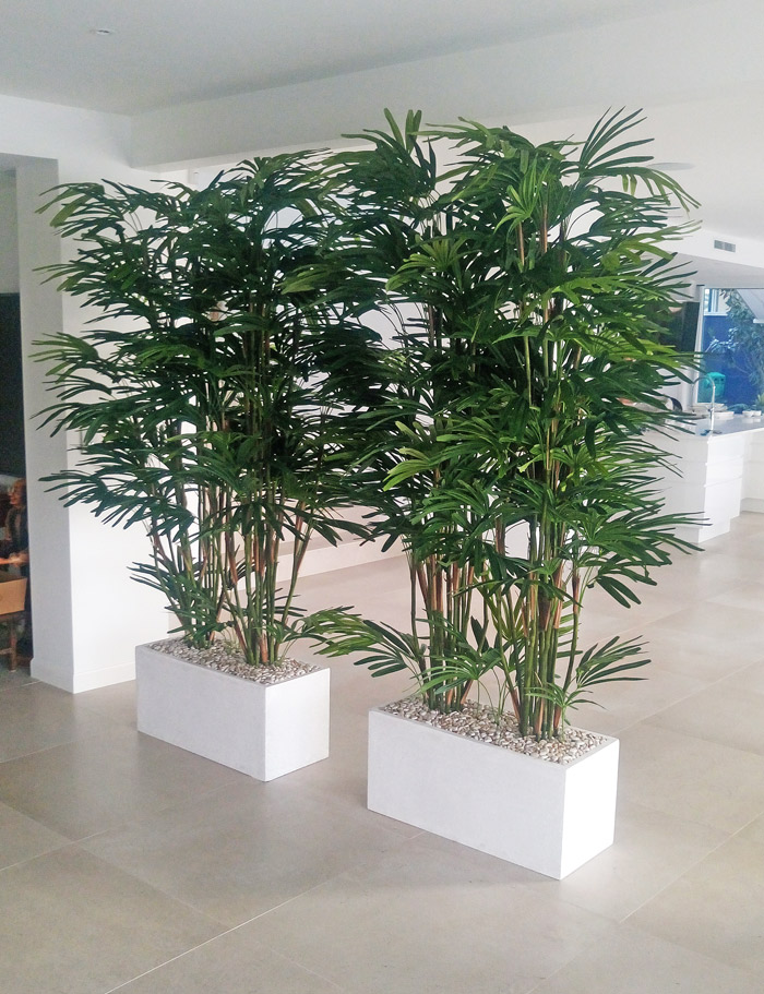Rhapis Palms 1.5m