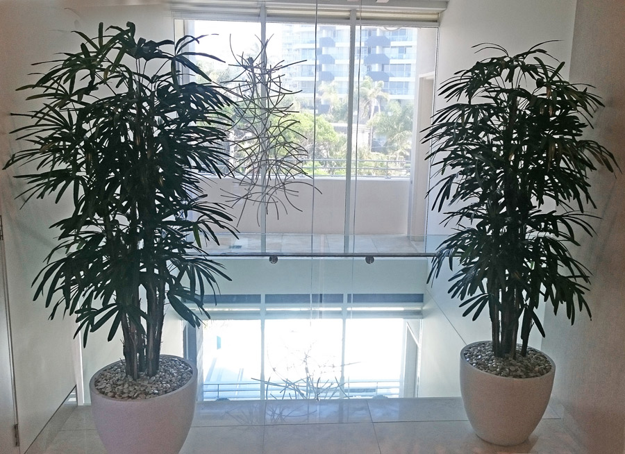 Rhapis Palms 2.1m