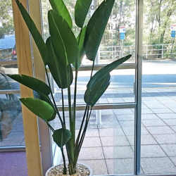 Heliconia Palms- 2.1m - artificial plants, flowers & trees - image 3