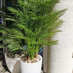 Alexander Palm 2.4m UV-treated - artificial plants, flowers & trees - image 5